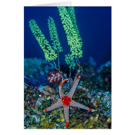 Sea Star and Tunicate Cards (Front)