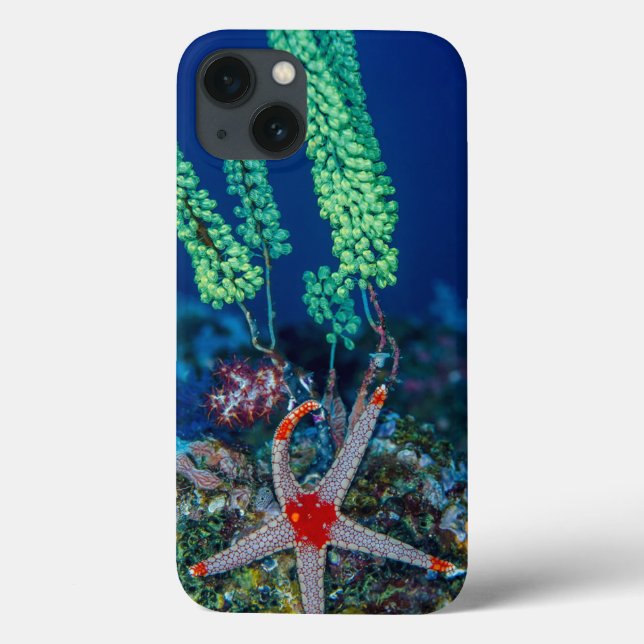 Sea Star and Tunicate Case-Mate iPhone Case (Back)