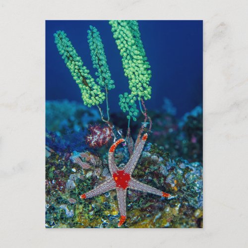 Sea Star and Tunicate Postcard