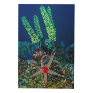 Sea Star and Tunicate Wood Wall Art