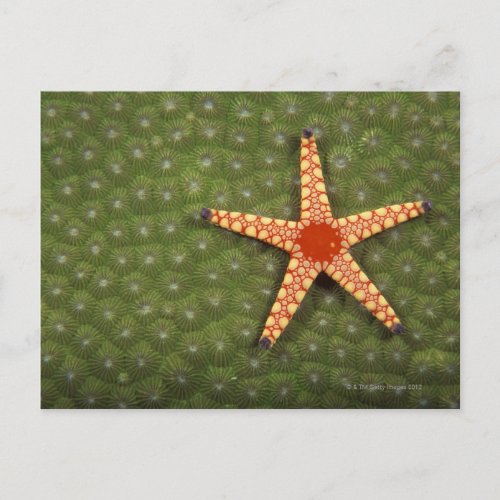 Sea star cleaning reefs by eating algae postcard