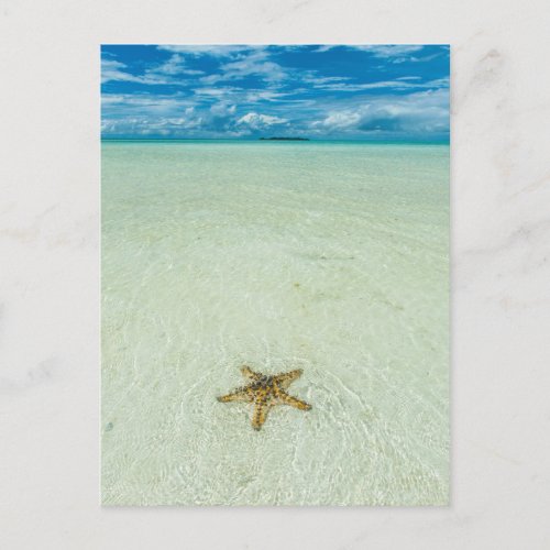 Sea star in shallow water Palau Postcard