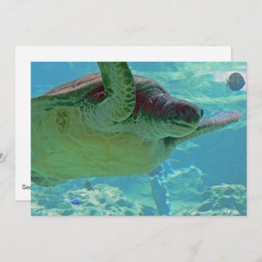 Sea Turtle (Front/Back)