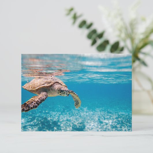 Sea turtle (Standing Front)