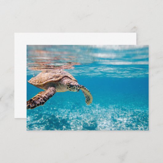 Sea turtle (Front/Back)