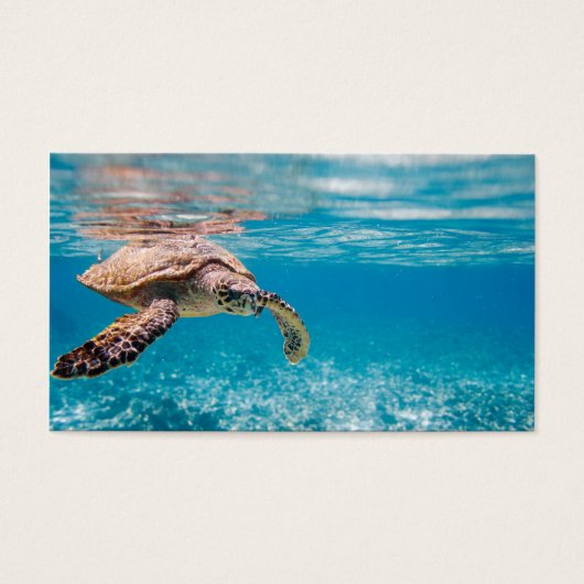 Sea turtle (Front)