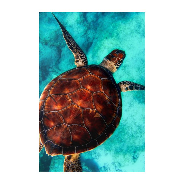 Sea Turtle  Acrylic Print (Front)