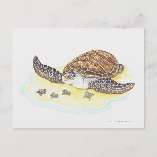 Sea Turtle and Babies Postcard