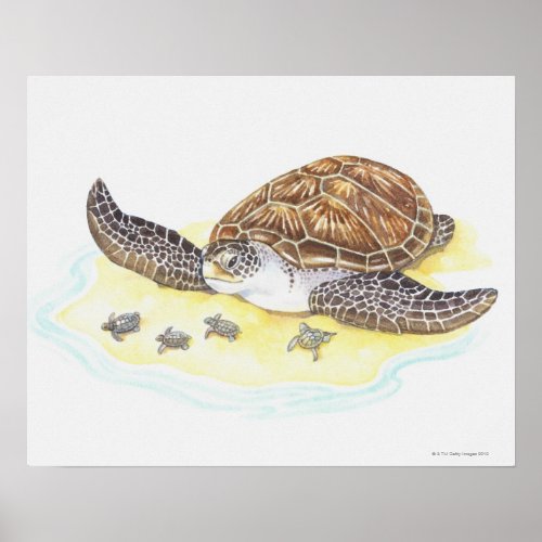 Sea Turtle and Babies Poster