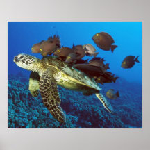 Sea Turtle and Fish Print
