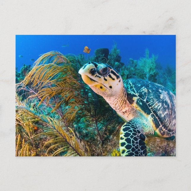 Sea Turtle and Underwater Plants, Fish Postcard (Front)