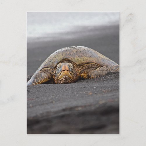 Sea Turtle _ Black Sand Beach _ Hawaii Postcard