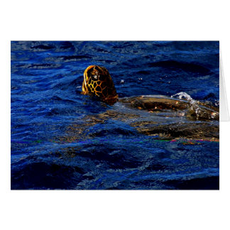 Sea Turtle Cards