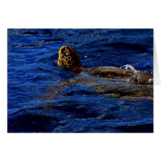 Sea Turtle Cards (Front Horizontal)