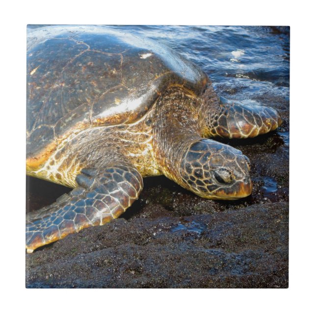 Sea Turtle Ceramic Tile (Front)
