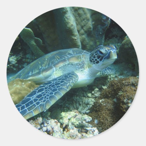 Sea Turtle Classic Round Sticker