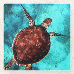Sea Turtle Coaster