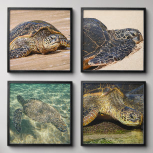 Sea Turtle collection featuring 4  Peel And Stick Photo Tile