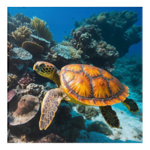 Sea Turtle Coral Reef Underwater Acrylic Print