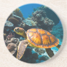 Sea Turtle Coral Reef Underwater