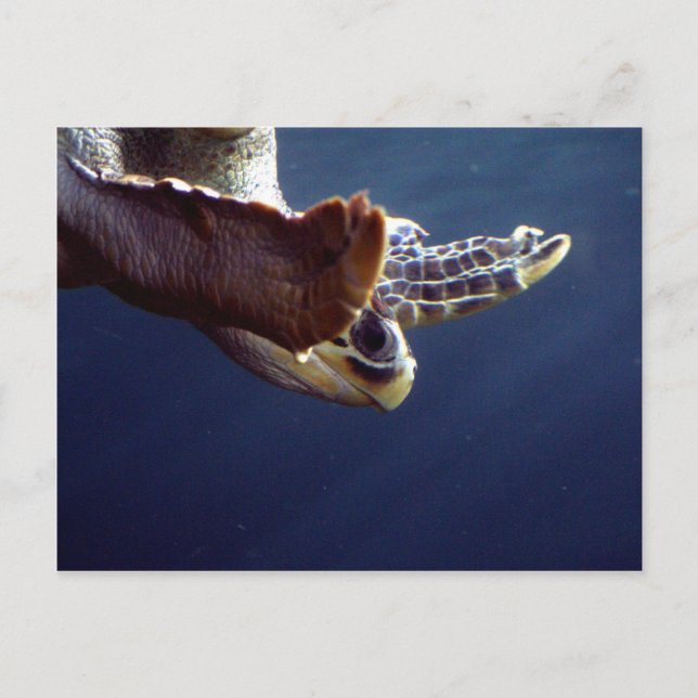 Sea Turtle Diving Postcard (Front)