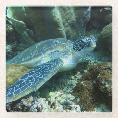 Sea Turtle Glass Coaster