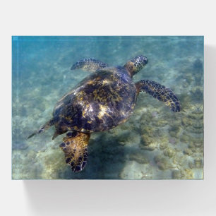 Sea Turtle Hawaiian Honu Paperweight