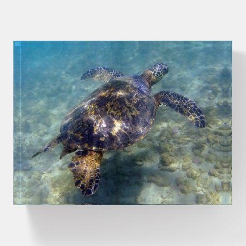 Sea Turtle Hawaiian Honu Paperweight