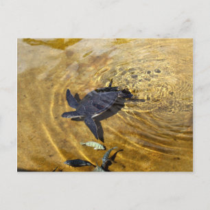 Sea Turtle in Golden Waters Postcard