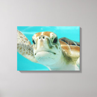 Sea Turtle in Mexican Waters Canvas Wrapped Print