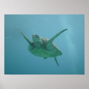 Sea Turtle in Natural Habitat Poster