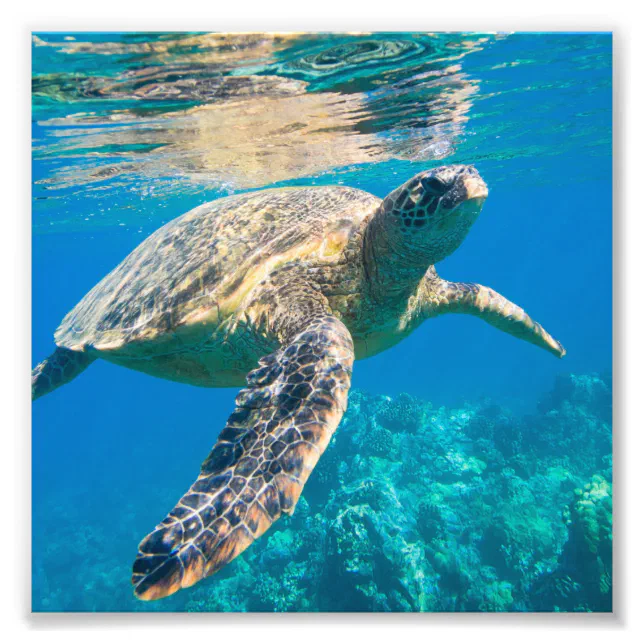 Sea Turtle, Marine Turtle, Chelonioidea, reptile Photo Print | Zazzle