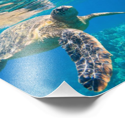 Sea Turtle, Marine Turtle, Chelonioidea, reptile Photo Print | Zazzle