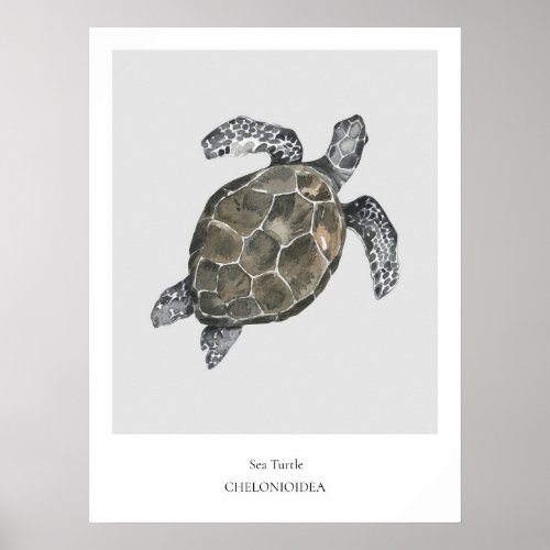 Sea Turtle Natural History Poster