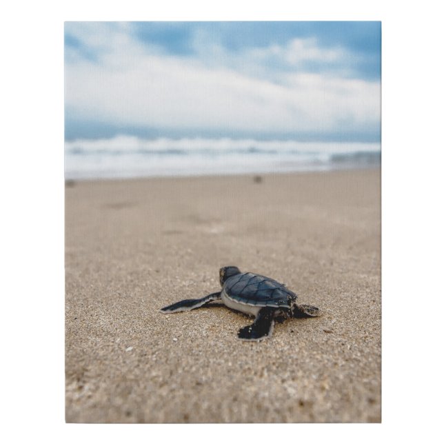 Sea Turtle Ocean Coastal Beach Destiny's Destiny Faux Canvas Print (Front)