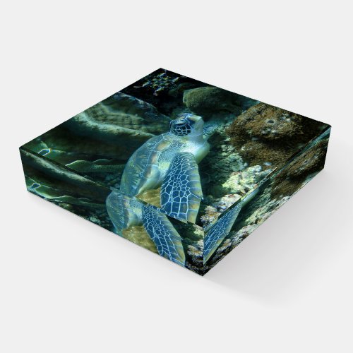 Sea Turtle on Seabed Paperweight