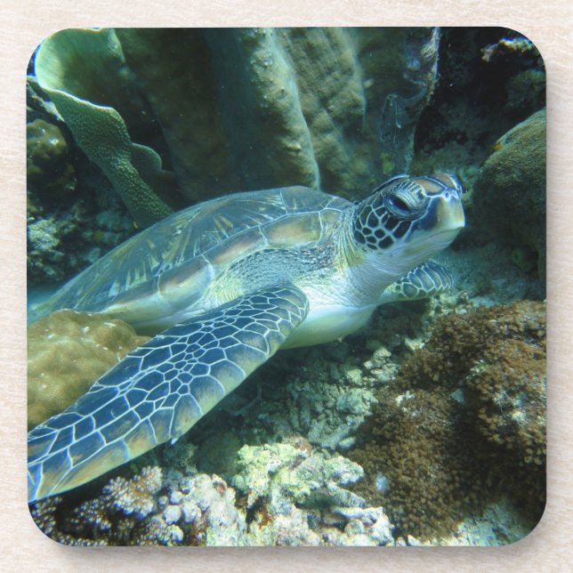 Sea Turtle on Seabed Photo Beverage Coaster (Front)