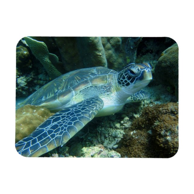 Sea Turtle on Seabed Photo Magnet (Horizontal)