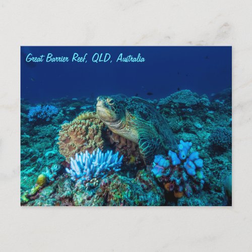 Sea Turtle on the Great Barrier Reef Postcard
