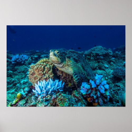 Sea Turtle on the Great Barrier Reef Poster