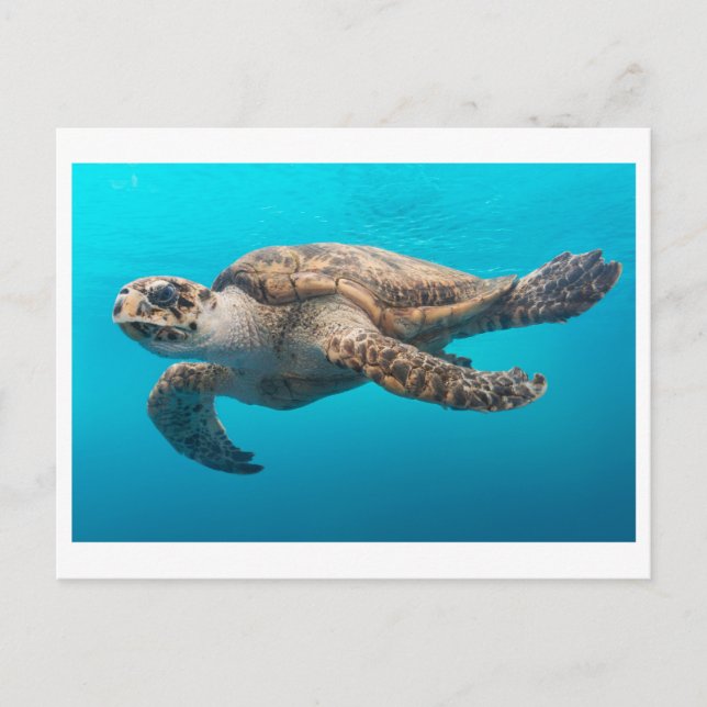Sea Turtle Photo Postcard (Front)