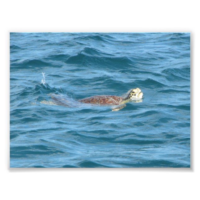 Sea Turtle Photo Print (Front)