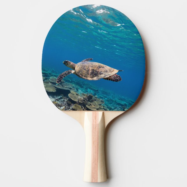 Sea turtle Ping-Pong paddle (Back)