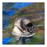 Sea Turtle Poking Head Up Poster