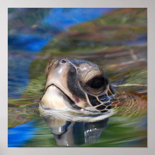 Sea Turtle Poking Head Up Poster