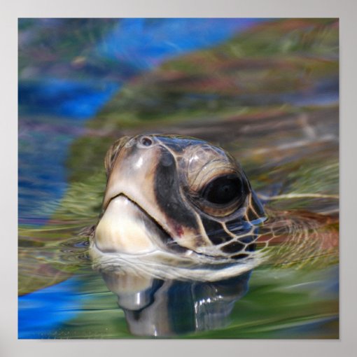 Sea Turtle Poking Head Up Poster | Zazzle