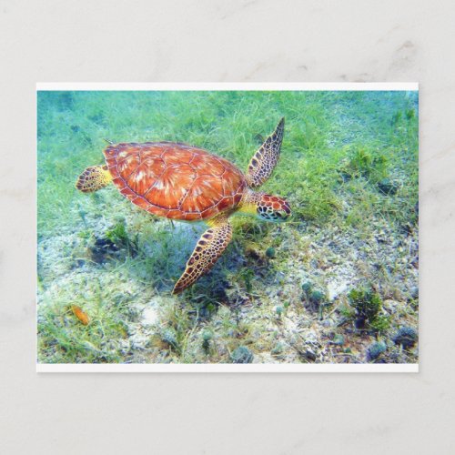 sea turtle postcard