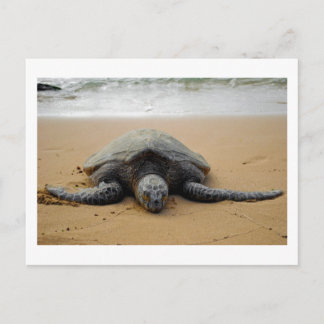 Sea Turtle Postcard