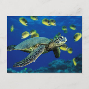 Sea Turtle Postcard
