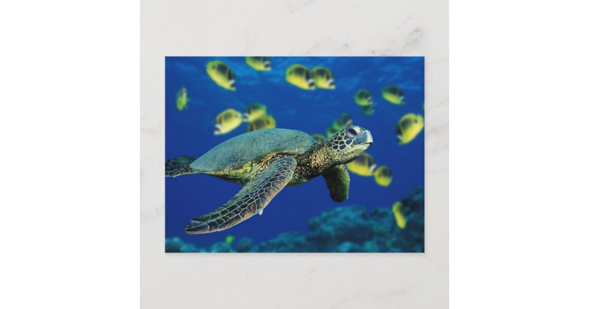 Sea Turtle Postcard | Zazzle